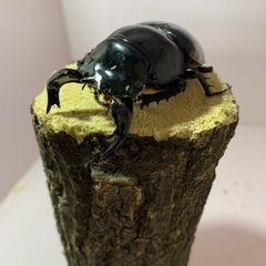 【決まりました】
タランドゥスオオツヤクワガタ　♂単 の画像