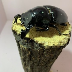 【決まりました】
タランドゥスオオツヤクワガタ　♂単 