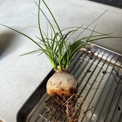 とっくりらん　植物　多肉植物の画像
