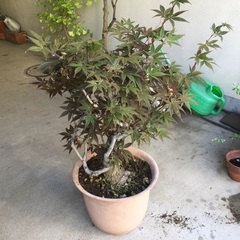 植木　もみじの画像