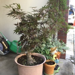 植木　もみじの画像