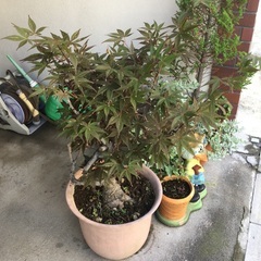 植木　もみじの画像