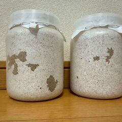 ◇ご商談中です◇値下げしました!! YG血統オオクワガタ2241ライン(847系100%)幼虫4頭の画像