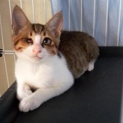 空き家に産まれて人を信じて - 猫