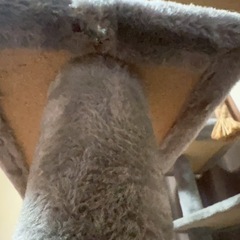 キャットタワーの画像