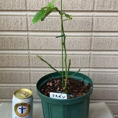 レモン（リスボン）取り木苗