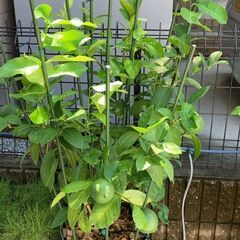 レモン（リスボン）取り木苗の画像