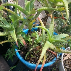 キダチアロエ 抜き苗 植物 ガーデニング
