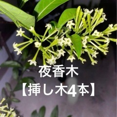 夜香木【挿し木4本】