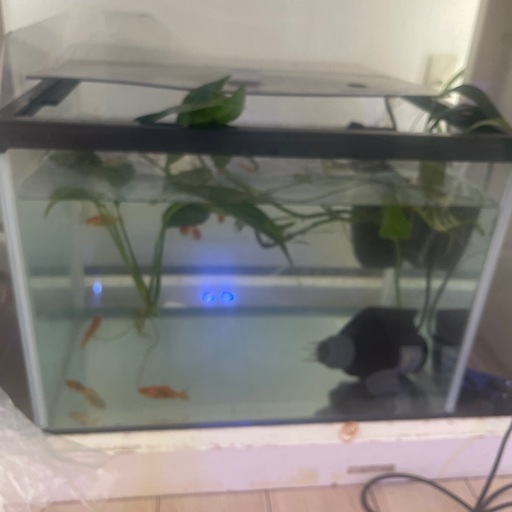 60cm水槽　奥行き高さ45cm