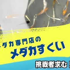 本日専門店の「めだかすくい」開催中‼️♢名古屋改良メダカ直…