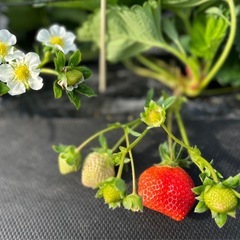いちごの苗植え　アルバイト募集　半日の画像
