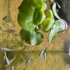 幹之メダカ　成魚　5匹　250円