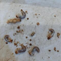 オオクワガタの幼虫5匹