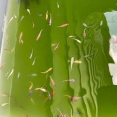 MIXメダカの画像