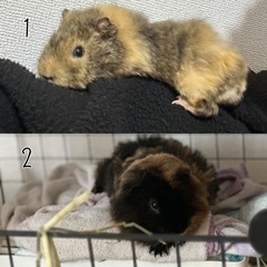 モルモットの里親様募集