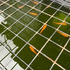 メダカ 各種