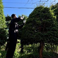 庭木の剪定　草むしり - 地元のお店
