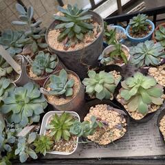 条件あり★多肉植物たち