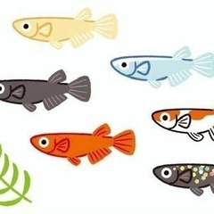 ⑥ 選別後のメダカ