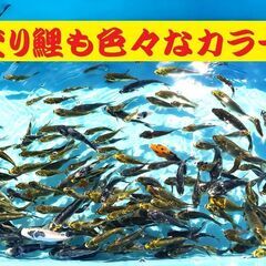 錦鯉販売しています！2024年生れ・自家産！変り鯉セレクト個体！...