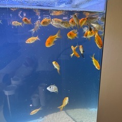 金魚  1匹40円の画像