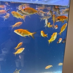 金魚  1匹40円の画像