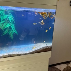 金魚  1匹40円