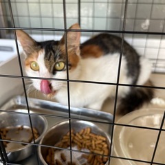 ※急募！！野良ちゃん親子