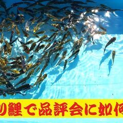 錦鯉販売しています！２０２４年生れ・自家産！変り鯉セレクト個体！...