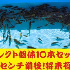 錦鯉販売しています！２０２４年生れ・自家産！変り鯉セレクト個体！お任せ１０本セット！将来有望です！水槽飼育サイズ！の画像