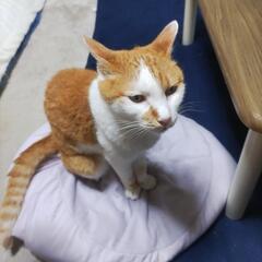 シニア16才メス猫ムゥの里親様を急募