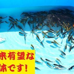 錦鯉販売しています！２０２４年生れ・自家産！変り鯉セレクト個体！お任せ１5本セット！将来有望です！水槽飼育サイズ！の画像