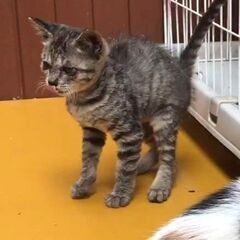 【荒尾市内】子猫が迷子になりました！