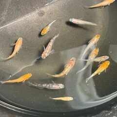メダカ　１匹５０円　残６匹