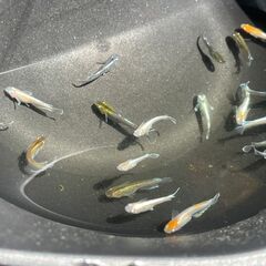 メダカ　ラメ系ミックス　１匹５０円　残１３匹