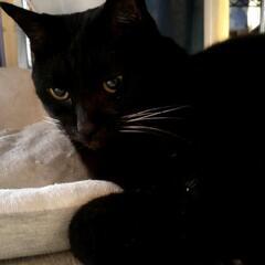 13才メス黒猫チャコの里親様を急募