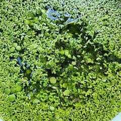 アオ浮草