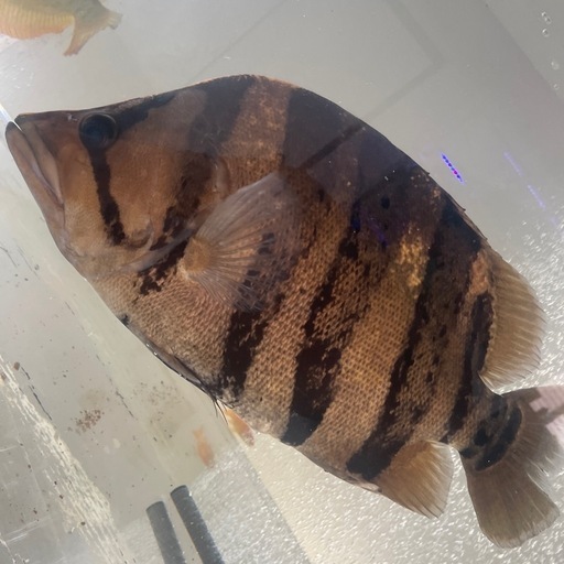 ダトニオプラスワン　約50cm