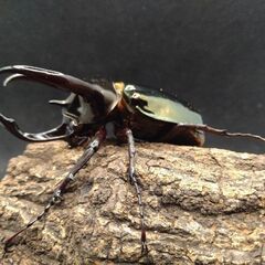 ミンダナオアトラスオオカブトムシ♂単品オマケ♀