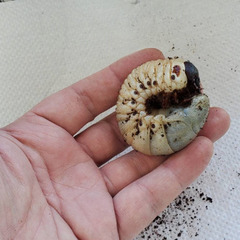 パチセラスメテオ（DHヘラクレス） 3令後期幼虫1頭 種親♂127mm×♀68mmの画像