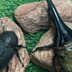 パチセラスメテオ（DHヘラクレス） 3令後期幼虫1頭 種親♂127mm×♀68mmの画像