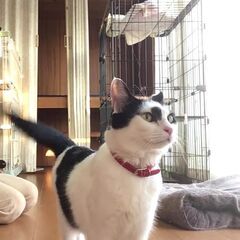 飼いやすいパンダ顔の白黒ちゃん