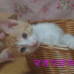 里親募集🐈
