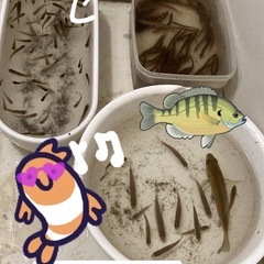  雑魚
川魚 ドジョウ