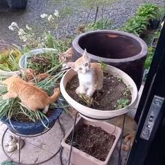 子猫ちゃんの里親募集