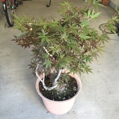 植木　もみじの画像