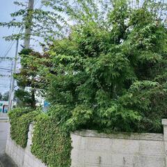 庭木 庭石 あげます!0円