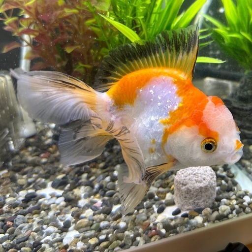 約10cmの大きなトリカラーオランダ