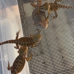 フトアゴヒゲトカゲベビー - 西宮市